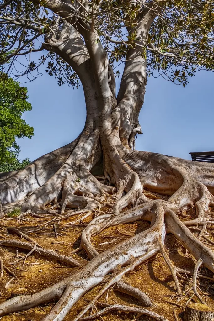 El sentido de la vida: Un Viaje hacia la Paz y la Plenitud Un árbol frondoso con raíces profundas visibles. Esto puede simbolizar el crecimiento espiritual, la estabilidad y el arraigo en la fe.