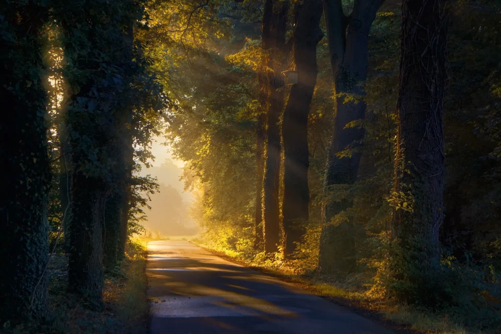 Un camino iluminado por el sol entre árboles frondosos simboliza el viaje hacia el perdón. La luz dorada filtrándose a través del follaje representa la esperanza y la renovación que surge al perdonar, guiando hacia un futuro más brillante y sereno.