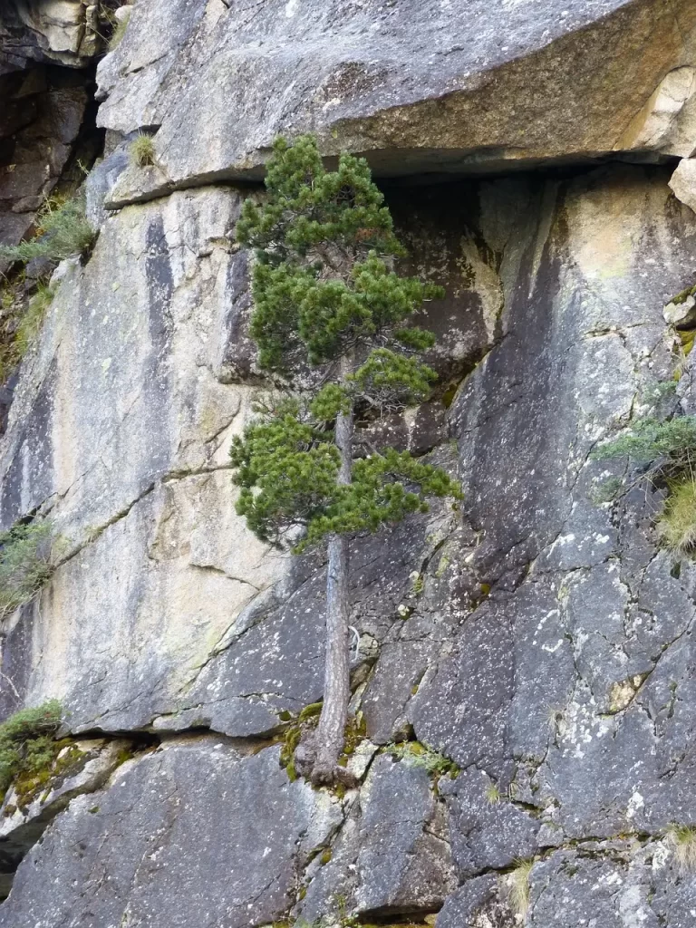Hallando Fortaleza en la Fragilidad: La Resiliencia Según la Biblia Árbol pequeño demostrando resiliencia al crecer en una pared rocosa escarpada, sus raíces aferrándose a las grietas entre grandes bloques de piedra gris. El árbol verde contrasta con la roca dura, simbolizando la vida persistiendo en condiciones adversas.